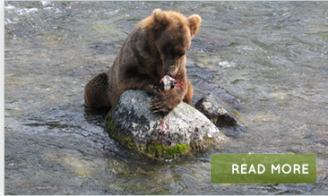 alaskan bear watching