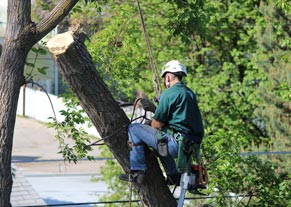 boise tree removal