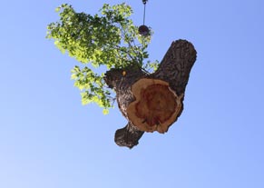 boise tree removal