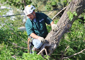 boise tree care